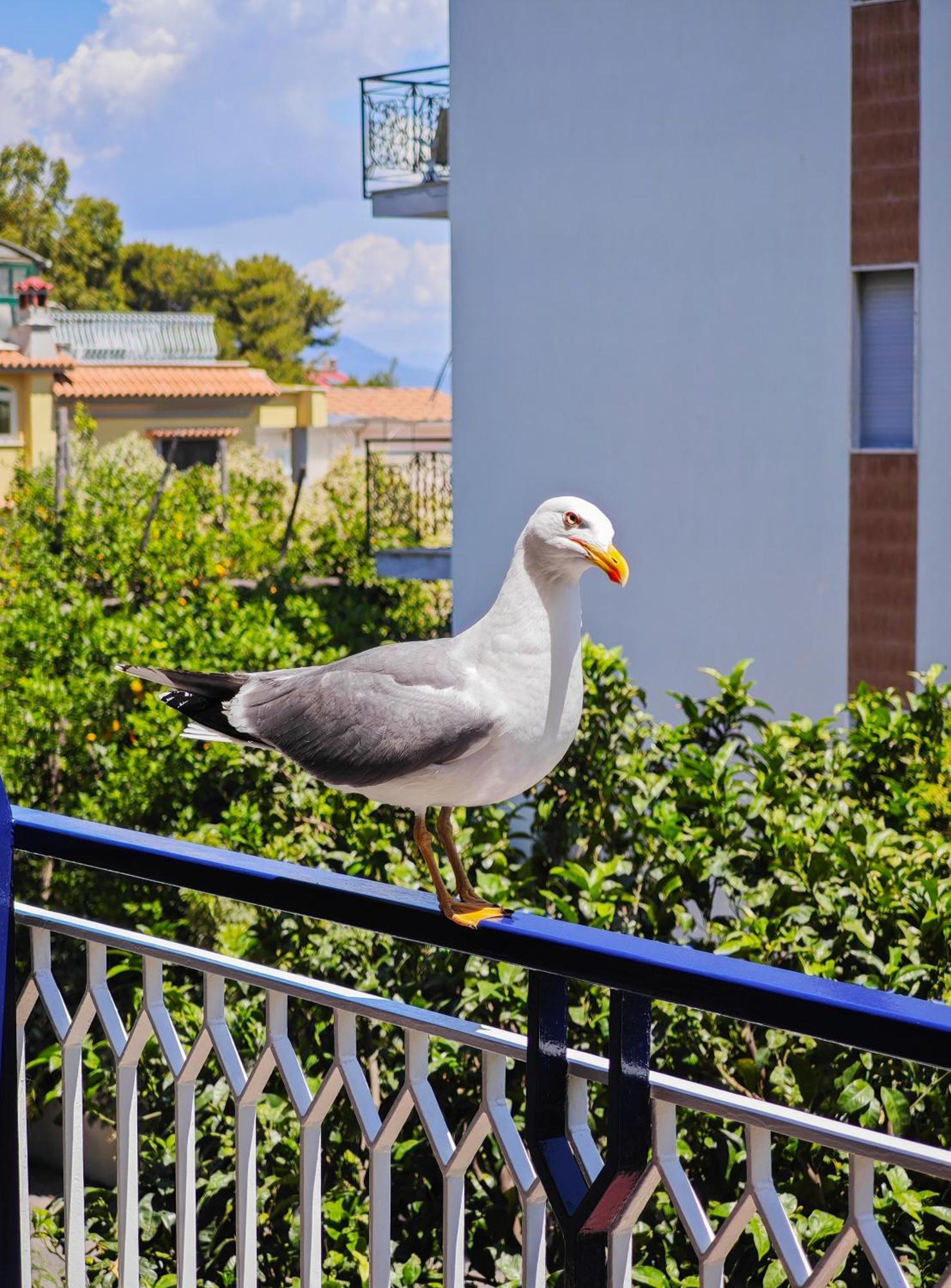 Sasa * Sorrento